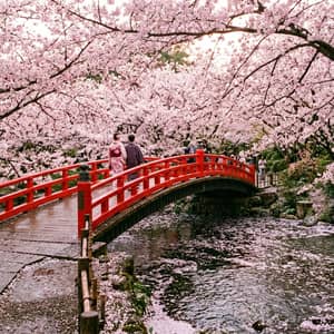 Cherry blossom tunnel in full peak bloom over a traditional red Japanese bridge, petals drifting on a stream